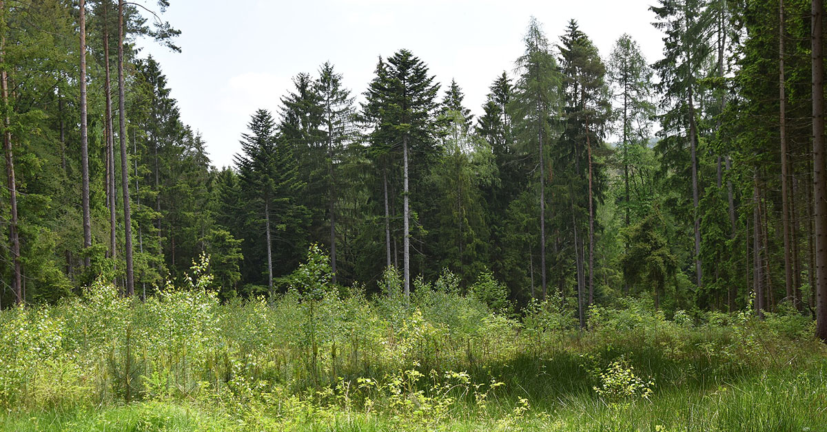 Baumpflanzaktion_Zukunftswald_2026