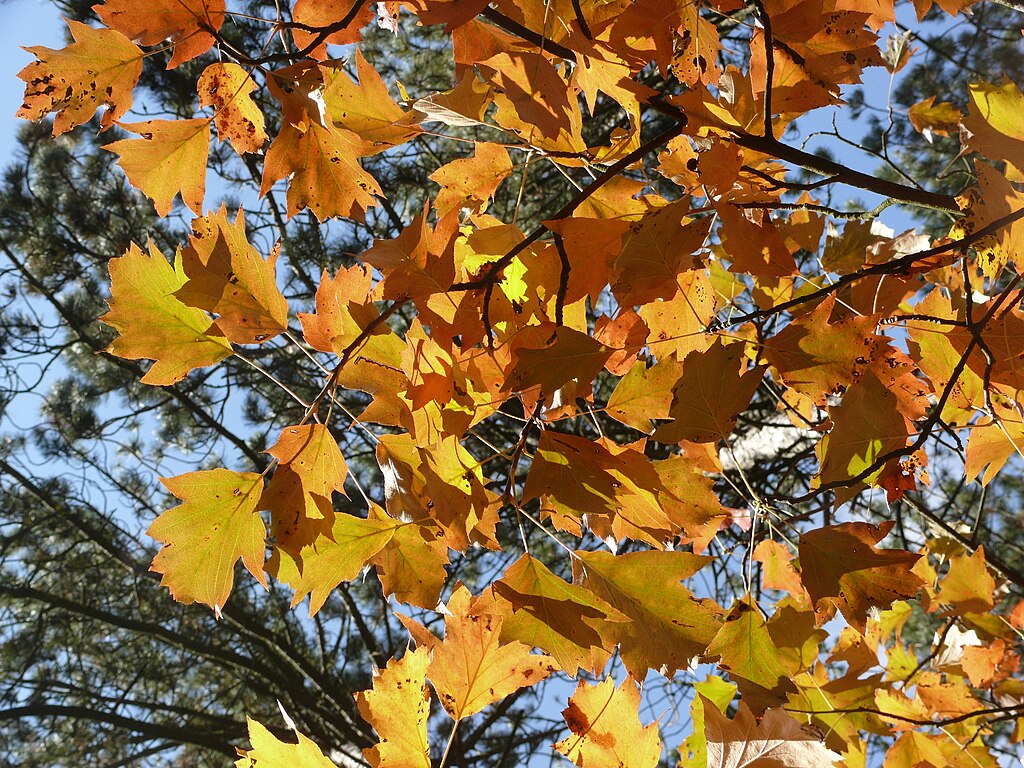 Elsbeere-Sorbus_torminalis